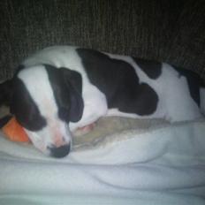 Blanding af racer Rocky