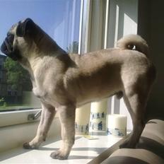 Mops Henry