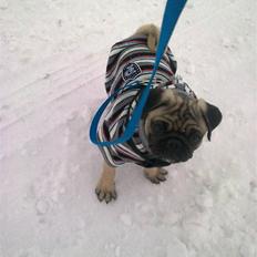 Mops Henry