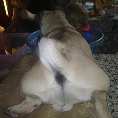 Mops Henry