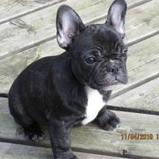 Fransk bulldog Cassie