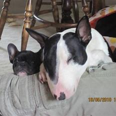 Fransk bulldog Cassie