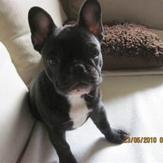 Fransk bulldog Cassie