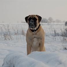 Bullmastiff Bullsaints' Duce Håkon