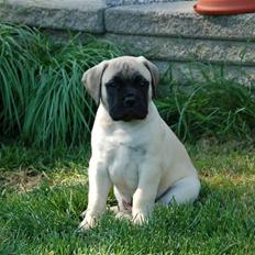 Bullmastiff Bullsaints' Duce Håkon