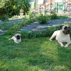 Bullmastiff Bullsaints' Duce Håkon