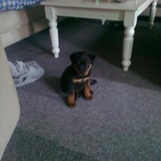 Blanding af racer Hubert <3 død