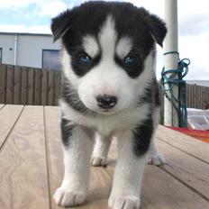 Siberian husky Lucca