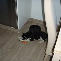 Siberian husky Lucca