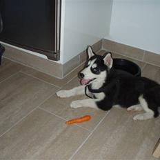 Siberian husky Lucca