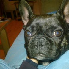 Fransk bulldog Ida