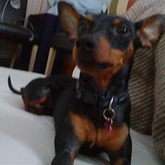 Dvaergpinscher Bevi Invina (Liva)
