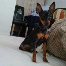 Dvaergpinscher Bevi Invina (Liva)