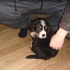 Berner sennenhund Walter