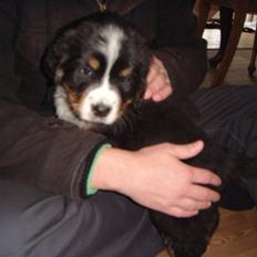 Berner sennenhund Walter