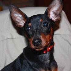 Dvaergpinscher Bevi Invina (Liva)