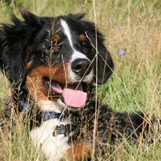 Berner sennenhund Canto