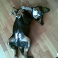 Berner sennenhund Canto