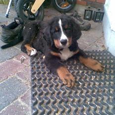 Berner sennenhund Canto