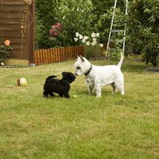 Blanding af racer Egon