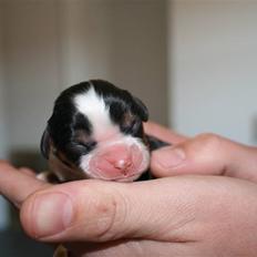 Cavalier king charles spaniel Funders First Bella