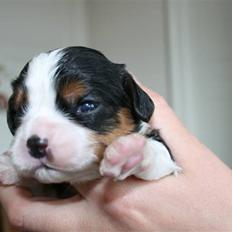 Cavalier king charles spaniel Funders First Bella