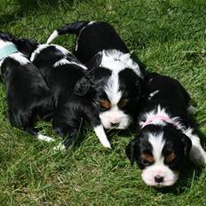 Cavalier king charles spaniel Funders First Bella