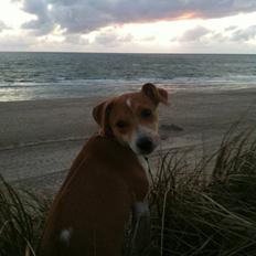 Dansk svensk gaardhund Miley