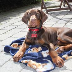 Dobermann RD Attractive Anastacia