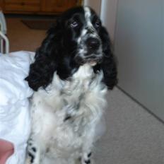 Cocker spaniel Mille. R:I.P 020811. kl. 12,27