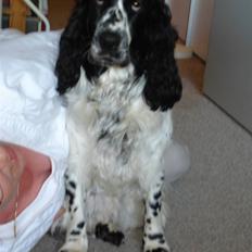 Cocker spaniel Mille. R:I.P 020811. kl. 12,27