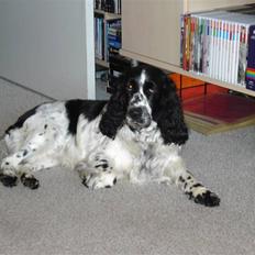 Cocker spaniel Mille. R:I.P 020811. kl. 12,27