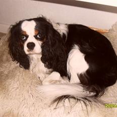 Cavalier king charles spaniel Lucas