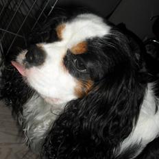 Cavalier king charles spaniel Lucas
