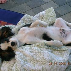 Cavalier king charles spaniel Lucas