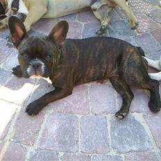 Fransk bulldog Coco