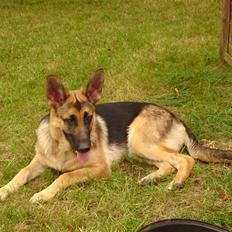 Schæferhund siva solgt saver meget