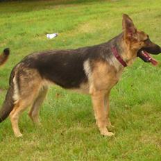 Schæferhund siva solgt saver meget