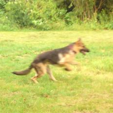 Schæferhund siva solgt saver meget
