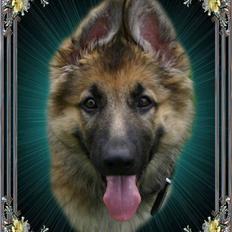 Schæferhund Thor