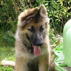Schæferhund Thor