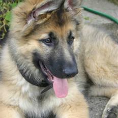 Schæferhund Thor