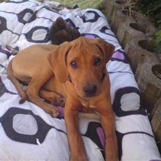 Rhodesian ridgeback Mbwa Mzuri´s Badili