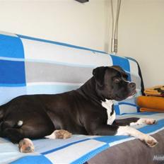 Blanding af racer Rocky