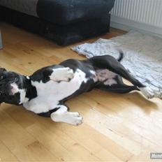 Blanding af racer Rocky