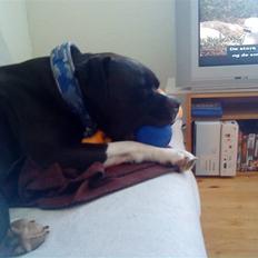 Blanding af racer Rocky