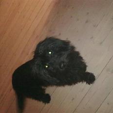 Blanding af racer bimse R.I.P