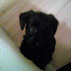 Blanding af racer bimse R.I.P