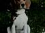 Beagle Maggie - Maggie i haven