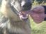 Schæferhund Chifers Bella - En træt hund, giver en lov til ALT! :D